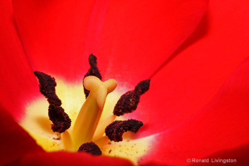 Tulip in Red