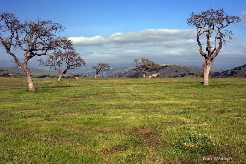 Winter field in Santa Ynez
