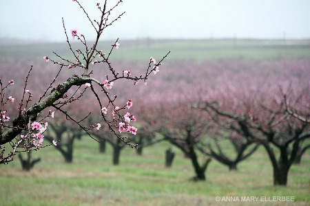 Peach orchard in the Mist