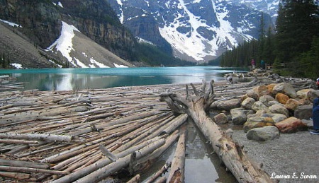 Logs On The Lake