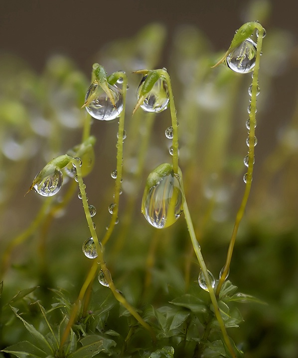 Moss Droplets