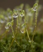 Moss Droplets