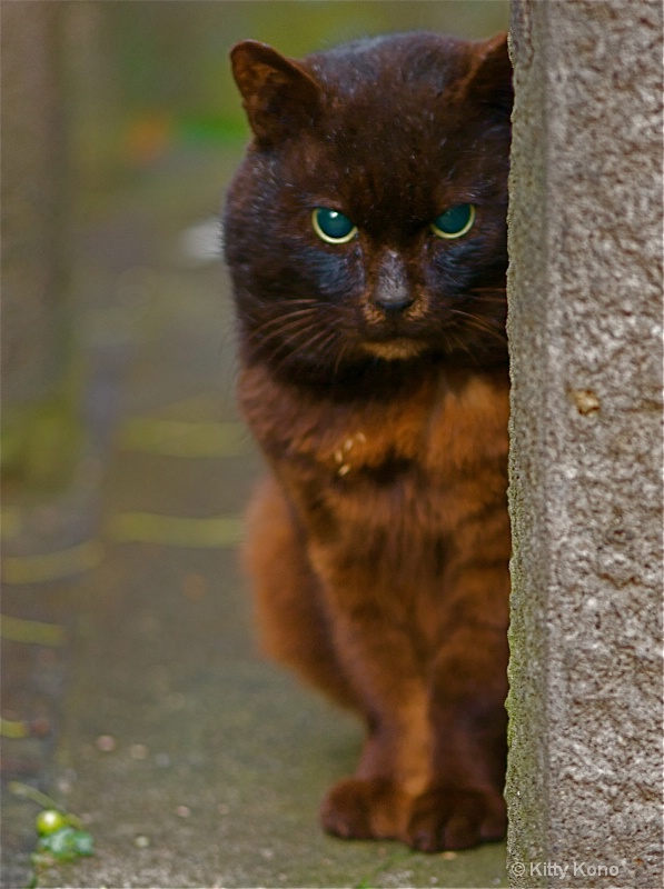 Red Cat with Green Eyes