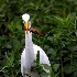 © Donald E. Chamberlain PhotoID# 8025346: Great Egret with Crawfish