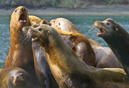 images of sealions