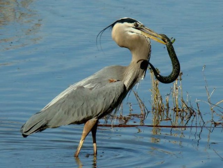 Heron with Greater Siren #2