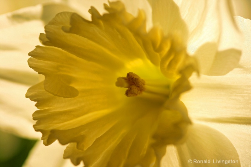 Daffy Daffodil