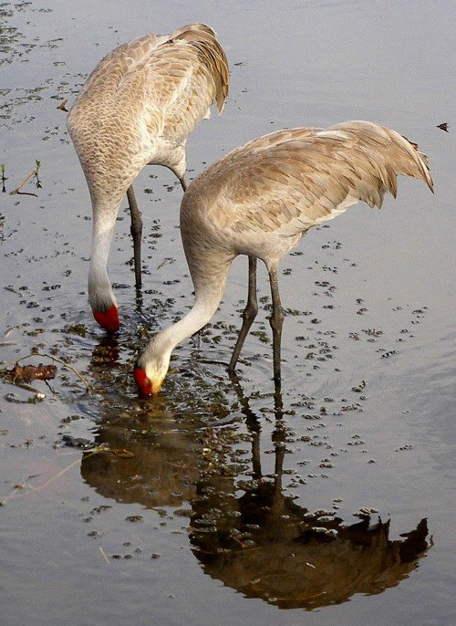 Sand Hill Cranes 29