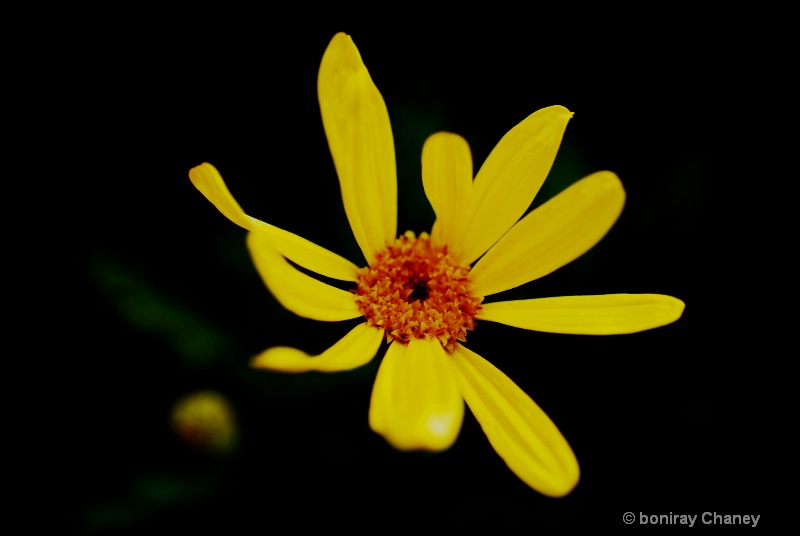 My Flower colletion - ID: 8033561 © BoniRay Chaney