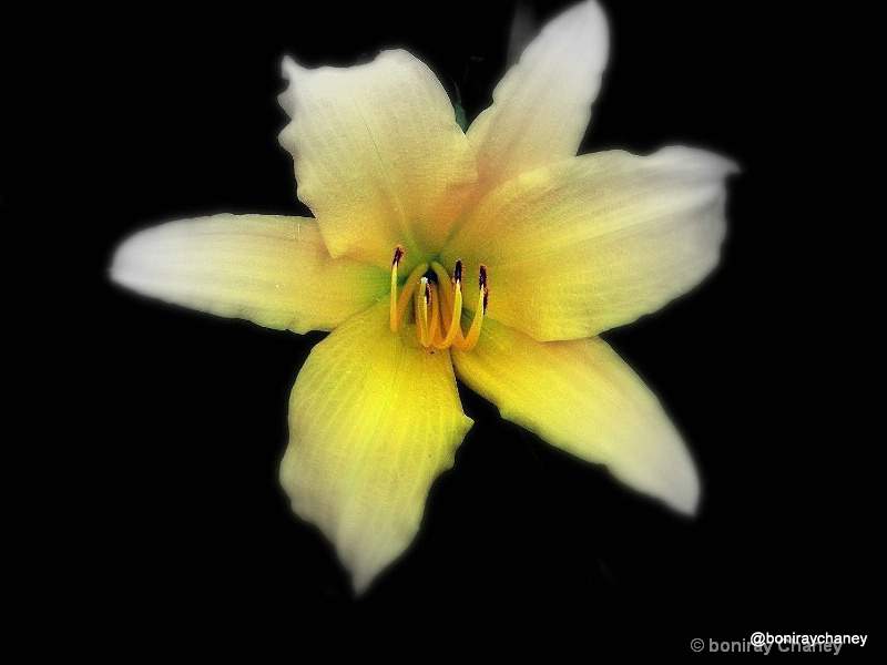My Flower collection - ID: 8033591 © BoniRay Chaney