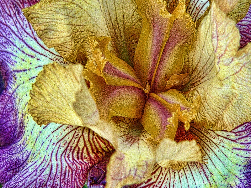 Iris interior