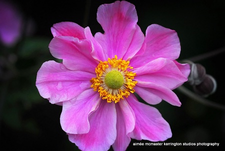 pink & ruffled