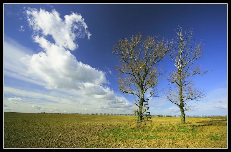 The March field...