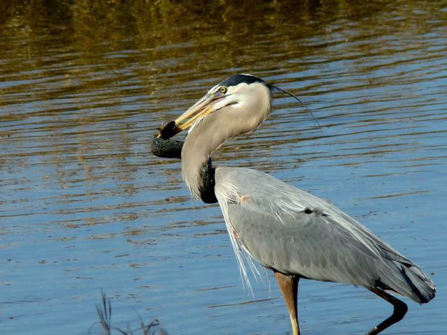 Heron with Greater Siren #3