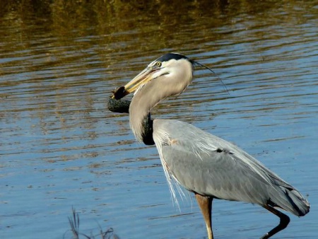 Heron with Greater Siren #3