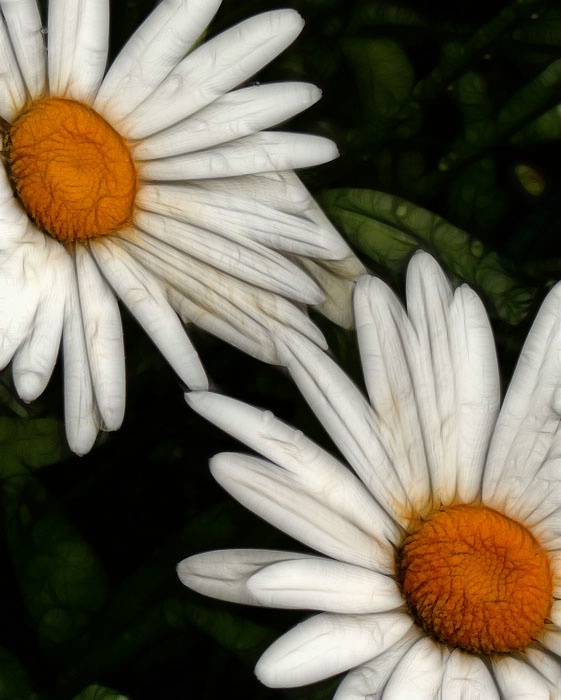 The Two Daisies