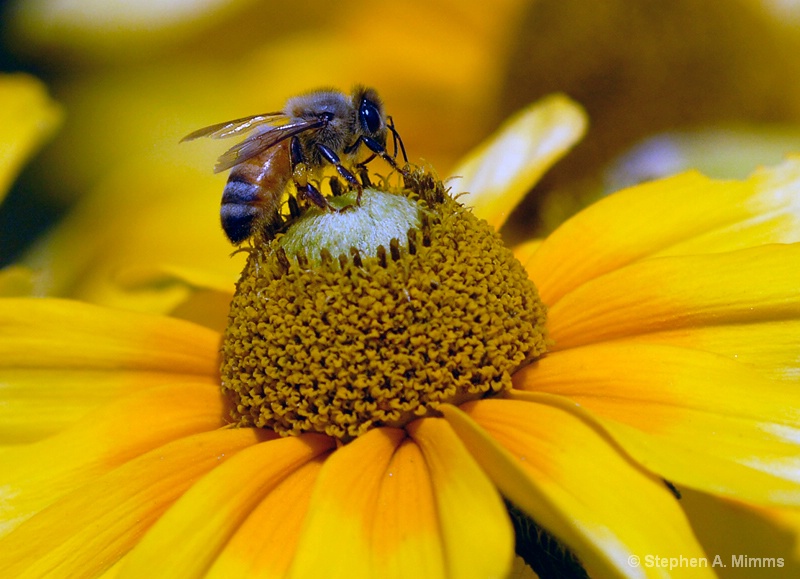 Sunny Bee II - ID: 8036810 © Stephen Mimms