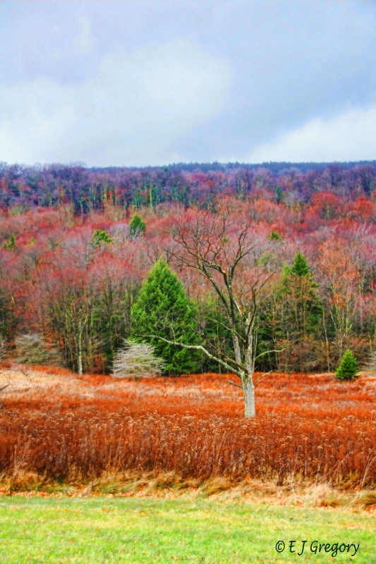 Winter Color - ID: 8036944 © Eloise Bartell