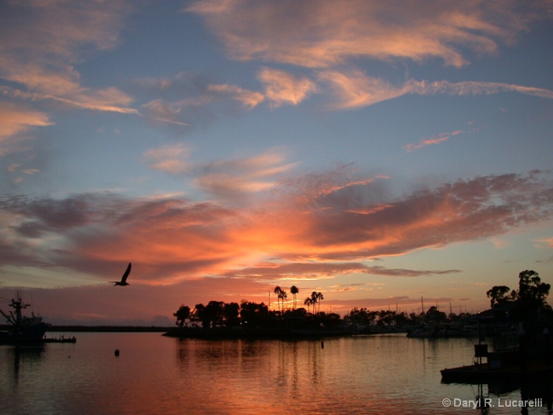 Dana Point Sea Gull Sunset - ID: 8037715 © Daryl R. Lucarelli