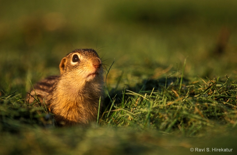 Thirteen Lined Squirrel - ID: 8037902 © Ravi S. Hirekatur