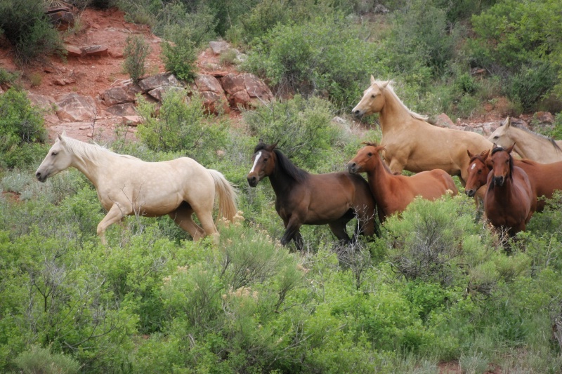 Colorado Color