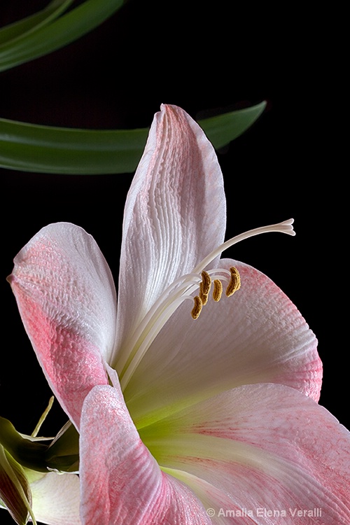 amaryllis, pink, flower, macro