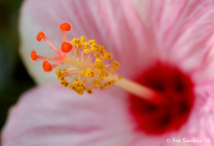 Hibiscus Elements  - ID: 8042564 © Fax Sinclair