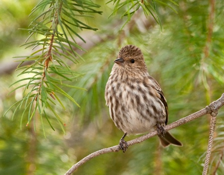 Pine Siskin