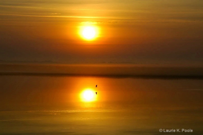 sunrise with gull-hmpg