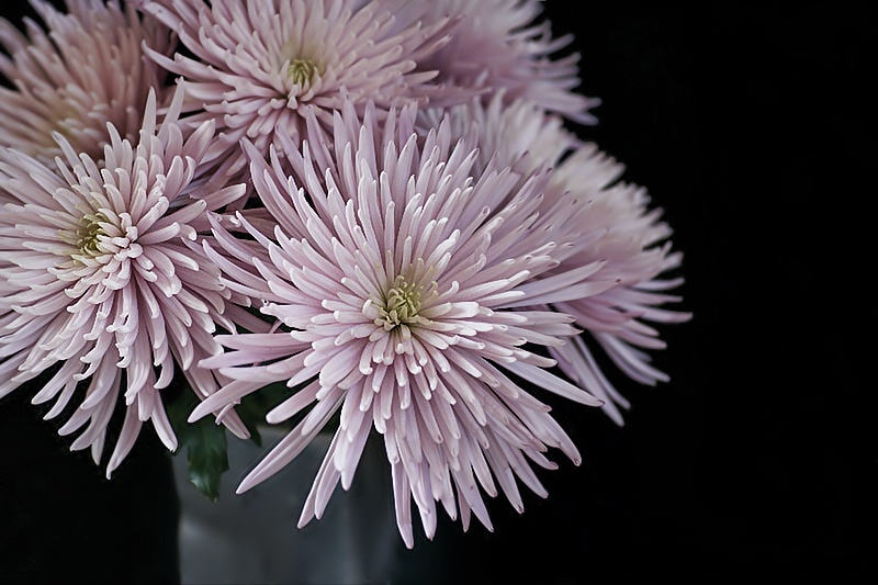 Pink Mums