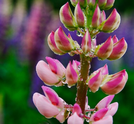 lupin droplets