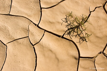 Thriving in Death Valley