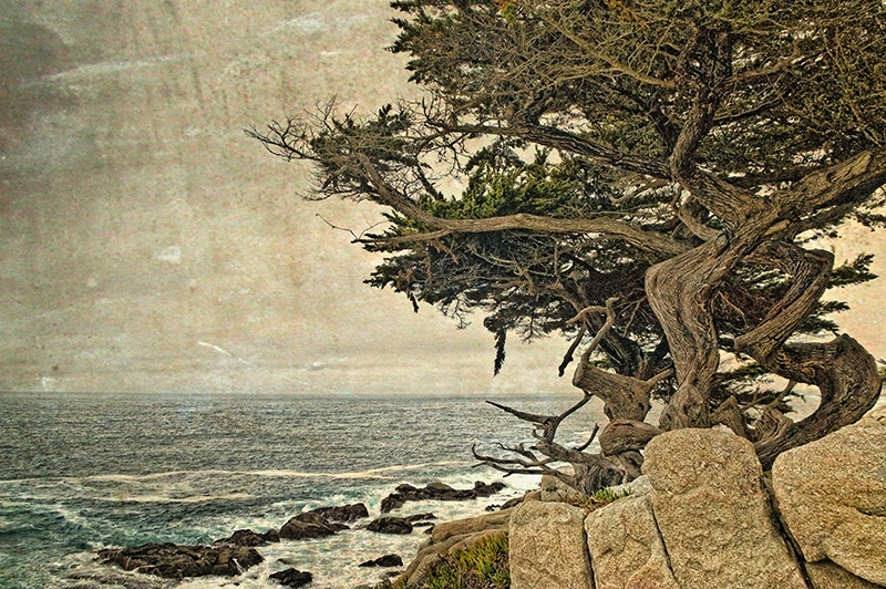 Coastal Cypress