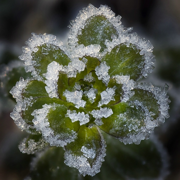 Frost Crystals