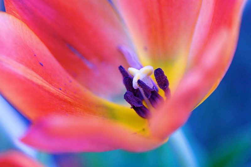 Fall Tulip