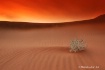 desert life 