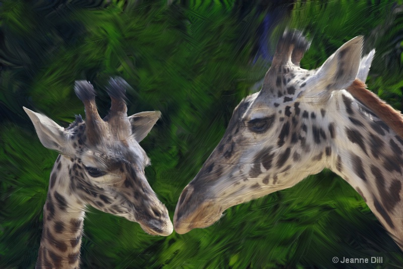 Giraffs, Mom and Babe
