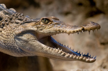 Gator close-up