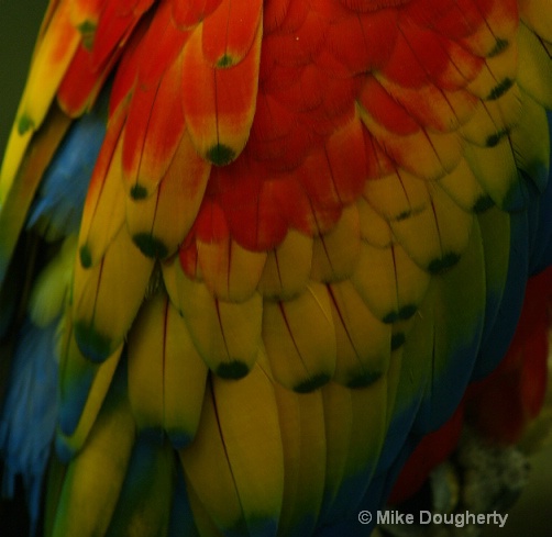 Rainbow Of Feathers