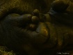 Gorilla toes