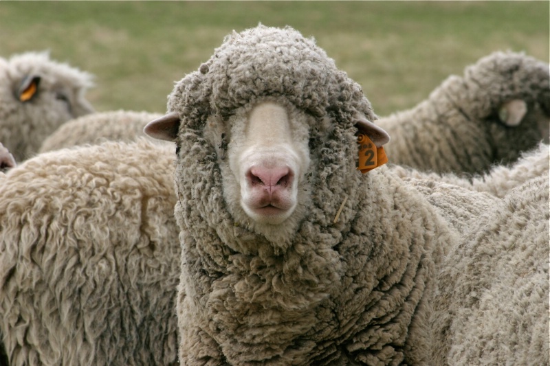 Nearing Shearing