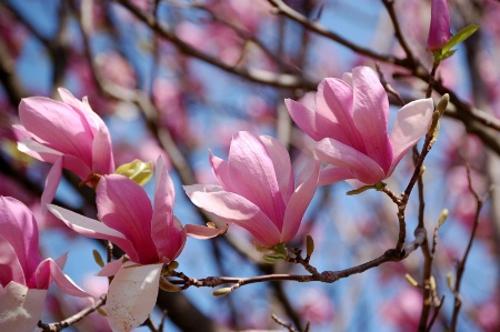 ~Magnolia Blossoms~