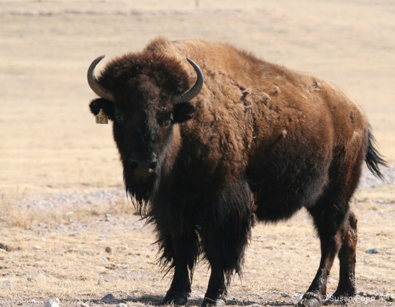 A Big Bull - ID: 8054638 © Susan Popp