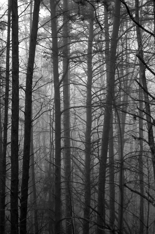 Trees in The Mist