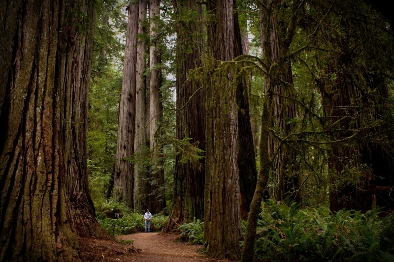 Thriving Redwoods