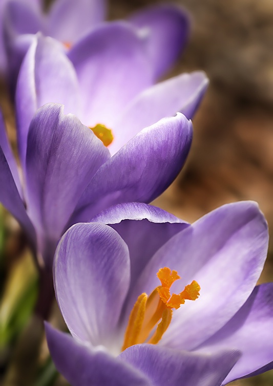 Crocus in the Garden - ID: 8059746 © Laurie Daily
