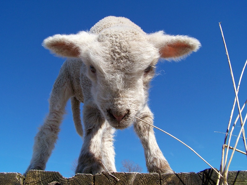 Spring Lamb