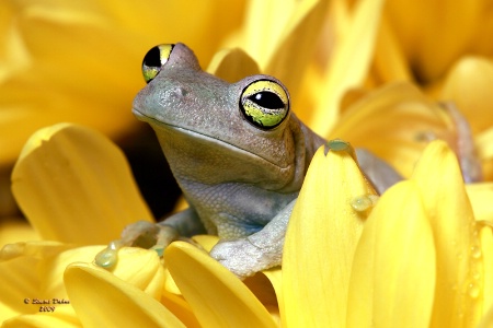 The Map Frog ~ Hyla Geographica