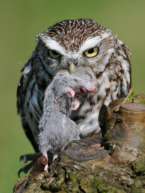 Little owl with prey