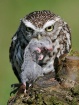 Little owl with p...